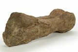 Dinosaur (Triceratops) Metatarsal (Foot Bone) - Wyoming #313964-3